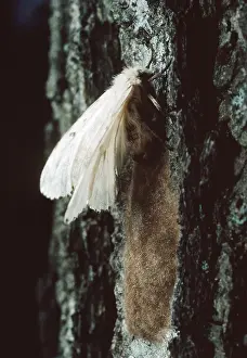 Introduced Prints: Male & Female Gypsy Moths