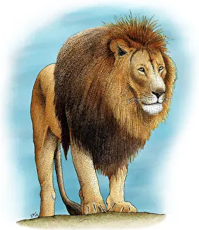Big Cats Prints: Lion