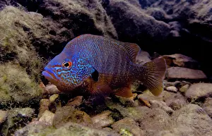 Breeding Prints: Male Ozark Longear Sunfish (Lepomis megalotis)