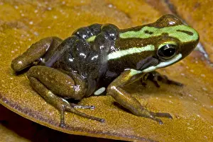 Transport Prints: Male Poison Frog with Tadpoles