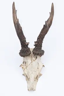 Europe Prints: Male roe deer antlers