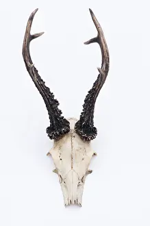 Europe Prints: Male roe deer antlers