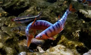 Breeding Prints: Male Scarlet Shiners (Lythrurus fasciolaris)