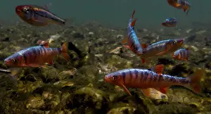 Breeding Prints: Male Scarlet Shiners (Lythrurus fasciolaris)