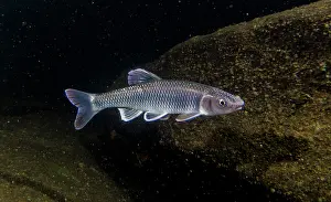 Breeding Prints: Male Whitetail Shiner (Cyprinella galactura)