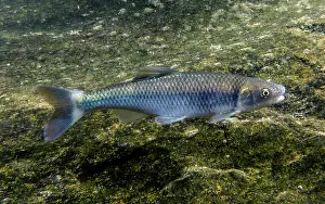 Breeding Prints: Male Whitetail Shiner (Cyprinella galactura)