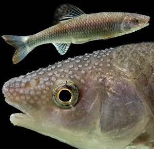 Breeding Prints: Male Whitetail Shiner (Cyprinella galactura)