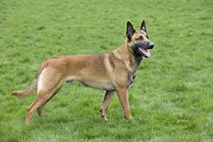 Dogs Prints: Malinois, Belgian Shepherd Dog