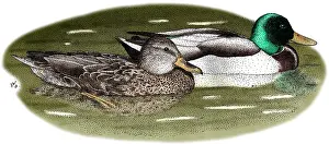 Pair Prints: Mallard Duck Pair