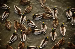 Pattern Prints: Mallard Ducks