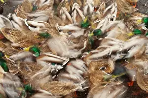 Fauna Prints: Mallard Ducks