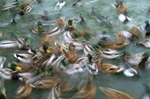Columbia Prints: Mallards