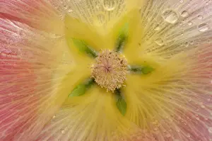 Nature Prints: Mallow flower