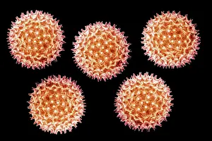 Scanning Prints: Mallow Pollen Grain