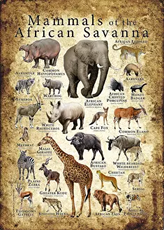 Poster Prints: Mammals of the African Savanna