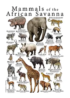 Poster Prints: Mammals of the African Savanna