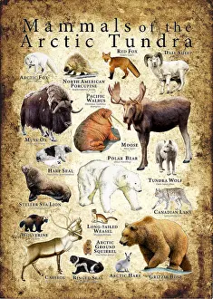 Tundra Prints: Mammals of the Arctic Tundra