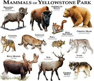 Bear Prints: Mammals of Yellowstone Park