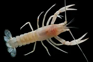 Aquifer Prints: Mammoth Cave Crayfish
