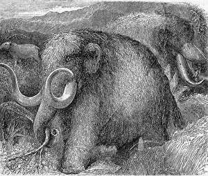 Trending: Mammoth, Prehistoric Natural Science Illustration