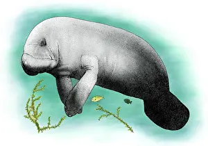 Cattle Prints: Manatee