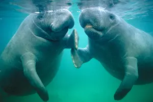 Cattle Prints: Manatee pair