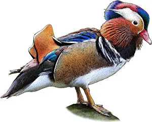 November Prints: Mandarin Duck