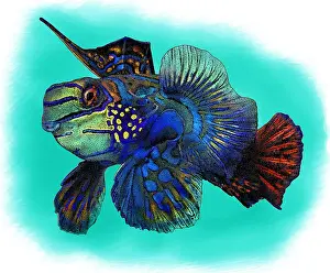 Australia Prints: Mandarinfish