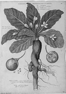 Root Prints: Mandrake Root, Alchemy Plant
