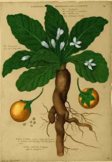 Root Prints: Mandrake Root, Alchemy Plant