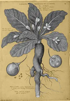 Mandrake Root, Alchemy Plant