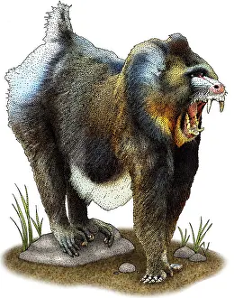 Primate Prints: Mandrill