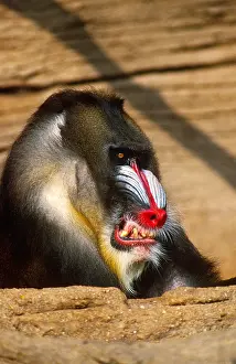 Behavior Prints: Mandrill Aggressive Display