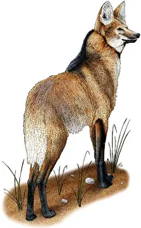 Wolf Prints: Maned Wolf
