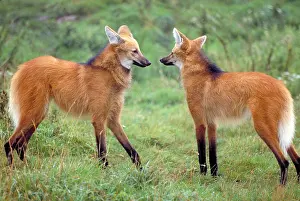 Horizontal Prints: Maned wolf (Chrysocyon brachyurus)