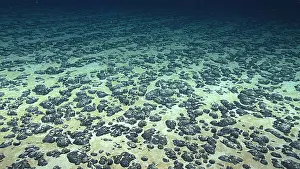 Floor Prints: Manganese Nodule Field