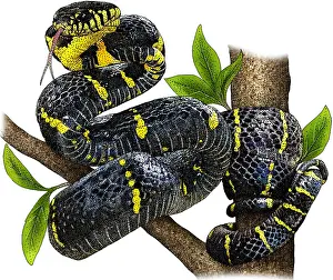 Colubridae Prints: Mangrove Snake, Illustration