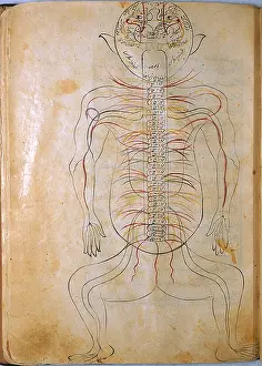 Muhammad Prints: Mansur's Anatomy, Nervous System, 15th Century