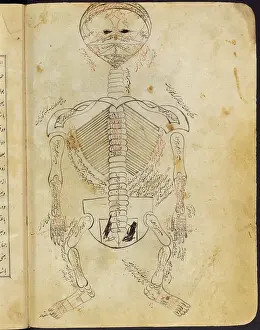Text Prints: Mansur's Anatomy, Skeletal System, 15th Century
