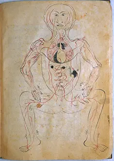 Muhammad Prints: Mansur's Anatomy, Venous System, 15th Century