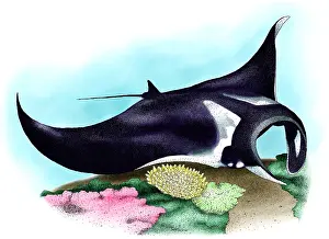 Coral Prints: Manta Ray