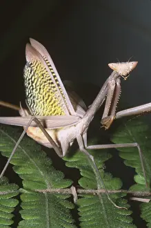 2005 Prints: Mantid defensive display