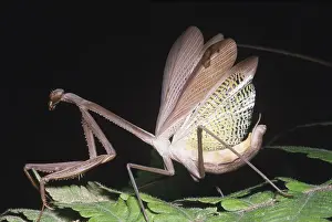 Insect Prints: Mantid defensive display