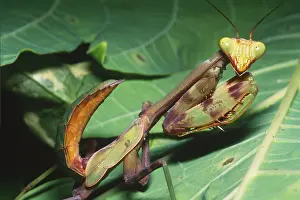 2005 Prints: Mantid instar