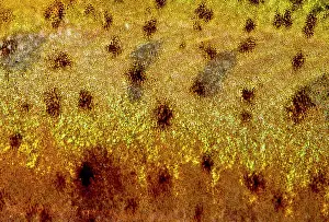Lines Prints: Many-spotted Golden Line Barbel (Sinocyclecheilus multipunctatus)