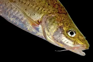 Lines Prints: Many-spotted Golden Line Barbel (Sinocyclecheilus multipunctatus)