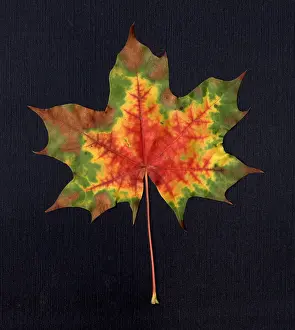 Maple Prints: Maple Leaf