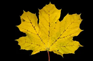 Maple Prints: Maple Leaf