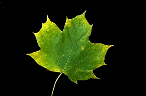 Maple Prints: Maple Leaf