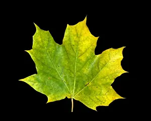 Maple Prints: Maple Leaf